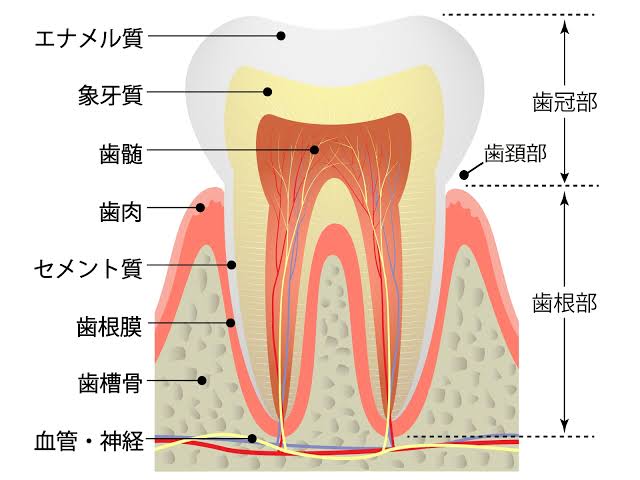 歯は何からできているの？構造を解説！